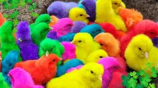 World Cute Chickens, Colorful Chickens, Rainbows Chickens, Cute Ducks, Cat, Rabbit, Cute Animals 🐤🦢🐟