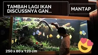 Tambah Ikan Discuss di Tank Aquascape 2400 liter