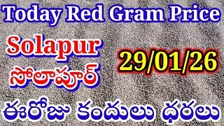 Today Red Gram Price Solapur#Solapur Red Gram Price  TodayRed Gram PriceRed Gram Market Price Today