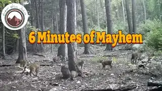 Best Trail Camera Clips from Secluded Clearing