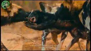 200 Wild Dogs vs 1 Honey Badger &ndash; You Won&rsquo;t Believe What Happened!