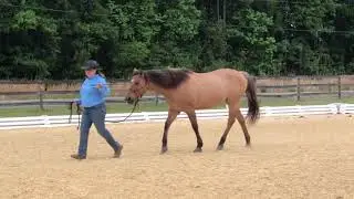 ILHA - Nelly Lead Line Distinguished 4/24/2021