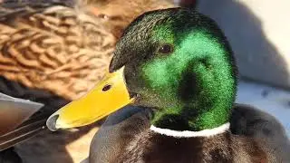 Mallard Call. Stockente ruf. Gr&auml;sand l&auml;te