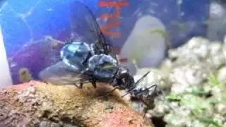 Gigantiops destructor with fly
