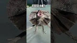 Lizard Breakfast Matrix🦎🐛#frilleddragon #lizard #lizards #reptiles #animals #breakfast #yum #fyp