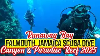Falmouth, Jamaica Cruise Port Scuba Dive Jan 2025: Runaway Bay's Canyon & Paradise Reef