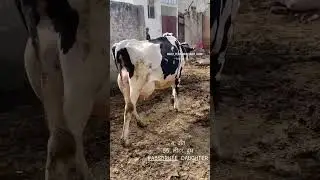 #snog #beniwal #dairy #farm #newsong #beniwaldairyfarm