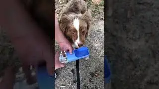 Dog Water Bottle for Walking