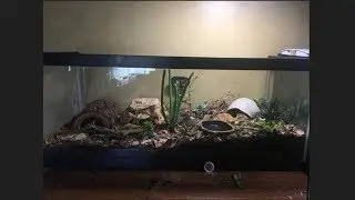 Leopard gecko upgrade!!// 20 gallons bioactive tank!