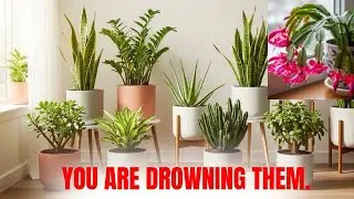 I Asked 5 Plant Experts About OVERWATERING Here's What They Said