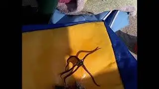 Ophioderma Longicaudum :D