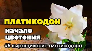 #5 Начало цветения платикодона | Как вырастить платикодон из семян | 2021 год