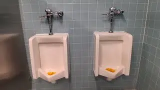 American Museum of Natural History toilets 