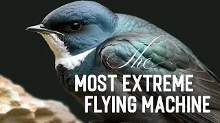 Meet the Bird With Wings for Legs | Swift Bird Aerodynamics
