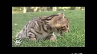 Fire breathing cat destroys all