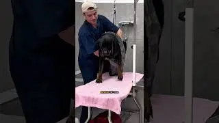 РОТВЕЙЛЕР ДЖОЙ В ГРУМИНГ-САЛОНЕ #собаки #груминг #тбилиси #грузия #dogs #grooming #tbilisi #georgia