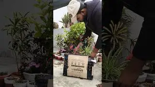 Gardening Best Products🤩 #plantcare #garden #flowers #plantsofindia #shorts