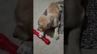 Puppy Checking out his New Squeaky Chew Toy #lab retriever #shorts
