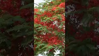 #gulmoharcity #bhirahawa