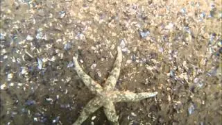 Evasterias troschellii at Rocky Point
