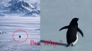Penguin, Depressed... | Tamil Motivation 