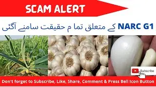 G1 Garlic | G1 garlic in Pakistan | G1 lehsan | G1 garlic farming i Pakistan | NARC G1 GARLIC
