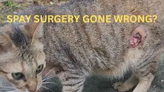 6 Months After Spay Surgery&hellip; My Outdoor Cat Is Still Not Healing