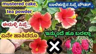 ಇನ್ಮುಂದೆ ಯಾವ fertilizer ಹಾಕಿದರೂ ಹೂ ಬರಲ್ಲ\plant care tips\how to get maximum flowers\gardening tips \