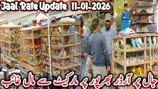 Lalukhet Sunday Birds Market Jaal Rate update 2026 @SYEDBIRDS