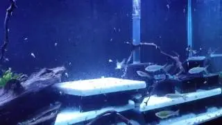Young VATF first feeding of tilapia
