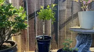 Hand Grafted Weeping Pussy Willow - One Month After Pruning