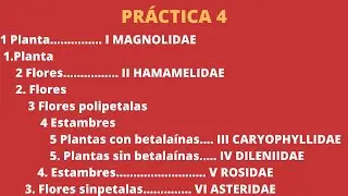 Subclases de la clase magnoliopsida