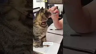 Funny Cats 🐾🐈&zwj;⬛#shorts  #animals #funny