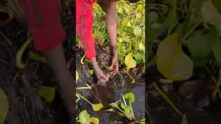 Asian Hand Fishing Video. Traditional Village Hand Fishing Idea #bestfishing #fihsing #shorts