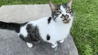 Этот усатый бродячий кот украл мое сердце