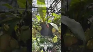 Насекомоядные красавцы