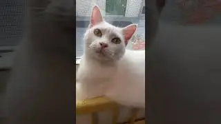 Можно ли дрессировать кошек&hellip; Или это миф? 🤔 #фактыокошках #котток