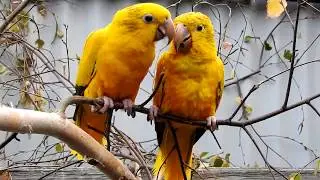 Golden Conures young pair