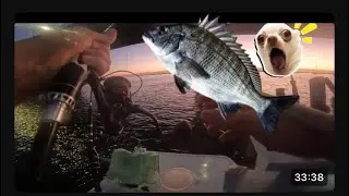 Biggest bream I have ever caught bream mayhem