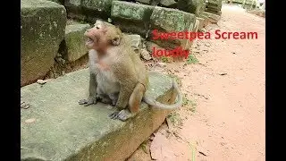 Sweetpea scream loudly Cos don't like A drow closer with Fillix!monkey temple
