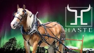 For Sale: Outstanding Belgian Draft Horse Mare &ndash; Rides, Drives & Works!