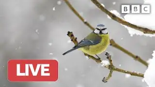 🔴 LIVE wildlife cameras 🐞 21 January ❄️ BBC Winterwatch 2023