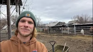 More Fence Work / Kennel Work / Snow and Single Digit Temps Call For Cover! Sunday Family Day