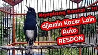 Suara kacer ngeplong santai ampuh bikin kacer lain auto respon