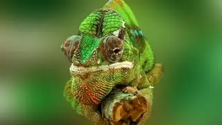Sounds & Sights of the Amazon Jungle 1 HOUR - 🐉Chameleons - 🦎Iguanas - 🦧Monkeys