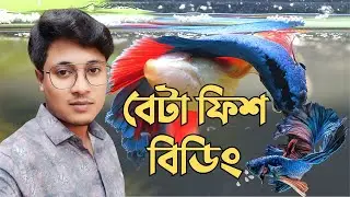 How to Breed Betta Fish Easily | বেটা ফিশ ব্রিডিং এর সম্পূর্ণ গাইড ।🐠