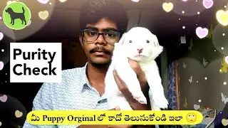How to check pomeranian dog purity with beautiful puppy || In Telugu || Pomerian Price information