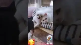 Paris Hilton&rsquo;s Dogs Fighting Over a CAT! 😱🐕 #Shorts