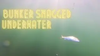 Bunker Snagging Rig underwater video