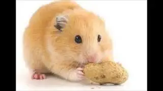 Hamsters 101: Introduction
